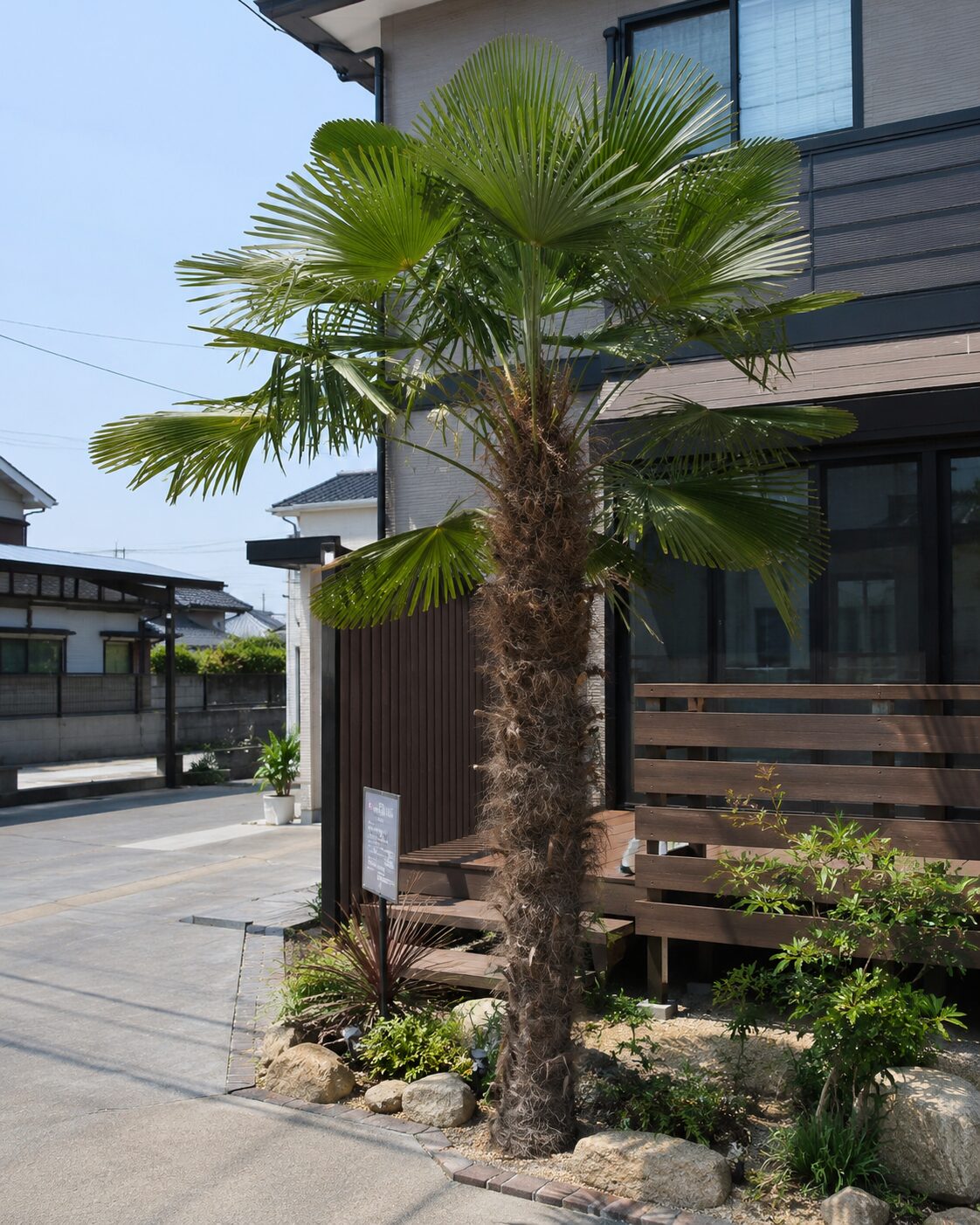 シュロ