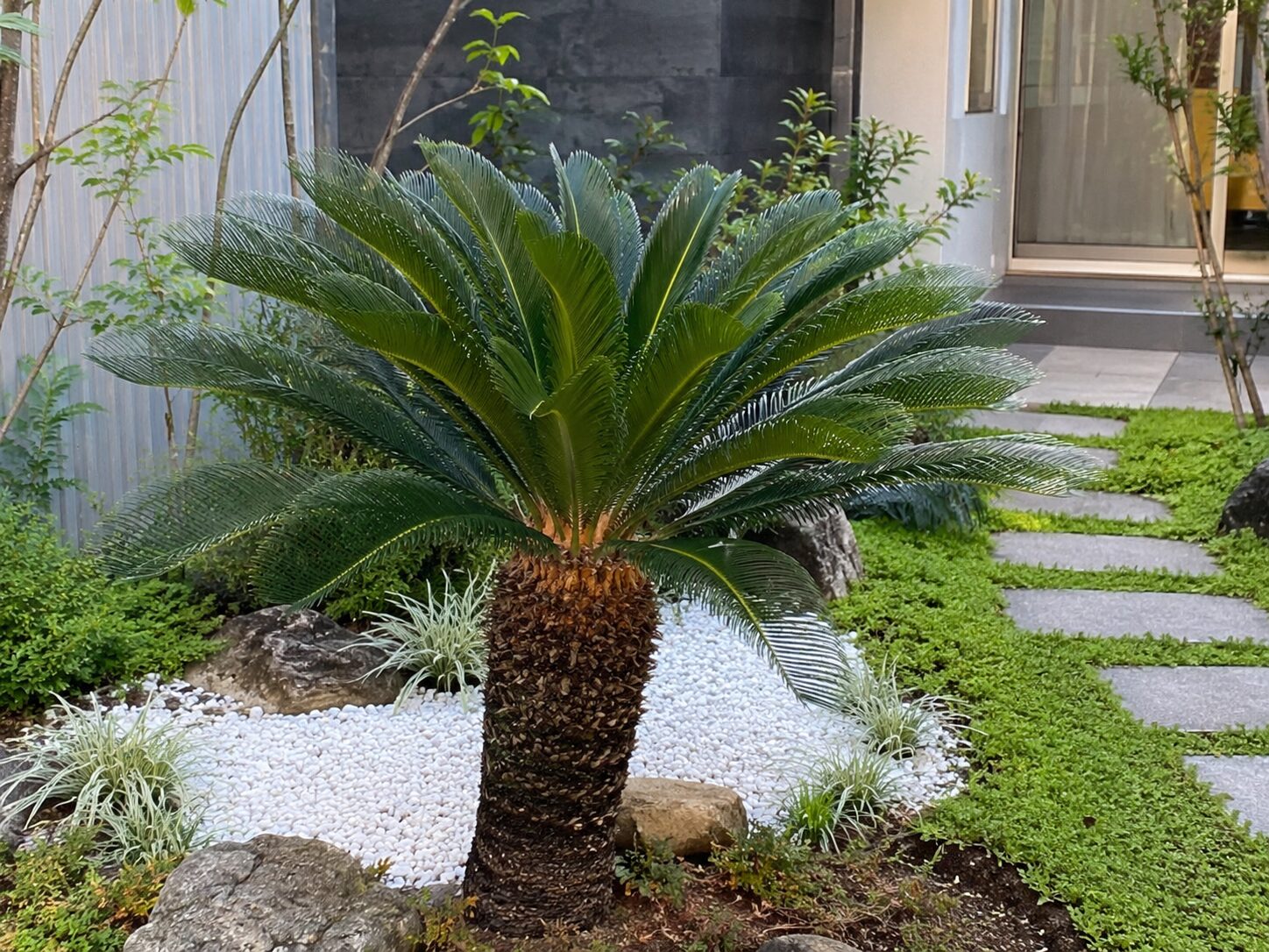 ソテツ